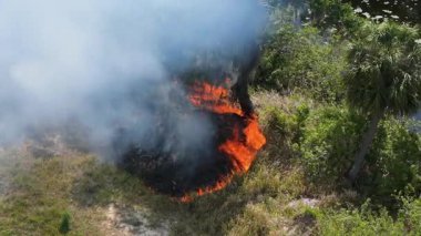 Kontrolsüz bitki örtüsü kurak havada Florida ormanını yakıyor. Parlak közler ve dumanlar gökyüzüne yükseliyor..