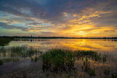 Güney tropikal sulak alanlarda göl suyu üzerinde akşam manzarası. İnanılmaz Florida doğası gün batımında.