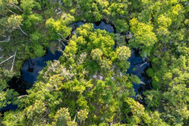 Yeşil palmiye ağaçları ve vahşi bitki örtüsü arasında nehir bulunan Florida yağmur ormanları. Yoğun tropikal orman ekosisteminin havadan görünüşü.