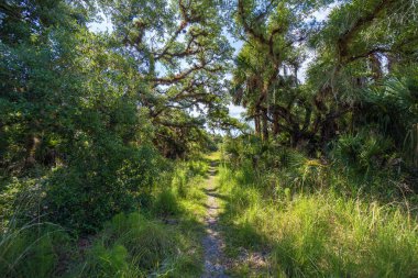 Florida orman yağmur ormanlarında yeşil palmiye ağaçları ve vahşi bitki örtüsüyle yürüyüş yapmak. Yoğun tropikal orman ekosistemi.