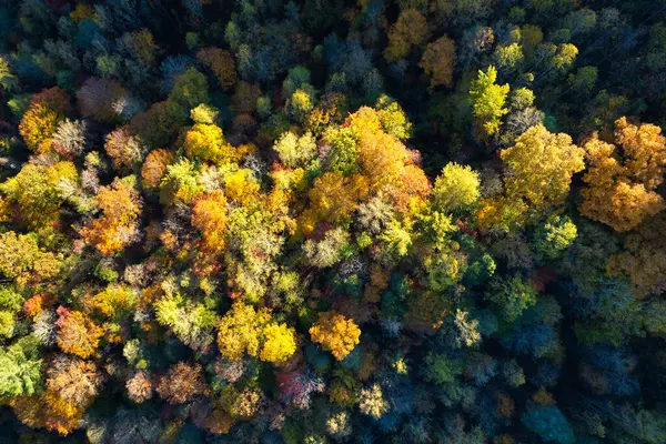 Sonbahar mevsiminde orman manzarası. Sonbaharda sarı tenteli renkli orman.