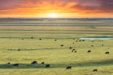 Organik süt ve sığır eti üretimi. Yeşil çiftlik otlaklarında otlayan inekler. Çiftlik arazilerinde sığır beslemek.