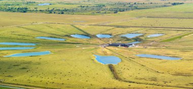 Organik süt ürünleri üretimi. Süt inekleri endüstriyel tarım otlaklarında otluyor. Çiftlik arazilerinde sığır beslemek.