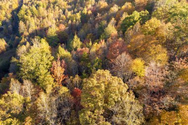 Kuzey Carolina 'daki Appalachian dağlarının günbatımı tepelerinde sonbahar mevsiminde yemyeşil orman ağaçları vardı. Sonbahar doğasının güzelliği.