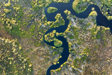 Florida 'nın sulak arazisi. Günbatımında yoğun yeşil bitki örtüsüyle tropik bataklık.
