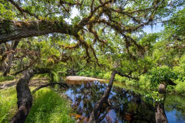 Florida sulak arazisi doğası. Güney Amerika 'da palmiye ağaçları ve tropikal bitki örtüsü olan ormanlar.