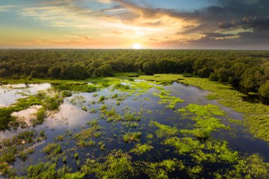 Yeşil yabani bitki örtüsü arasında suyu olan Florida sulak alanları. Günbatımında tropik ekosistem.