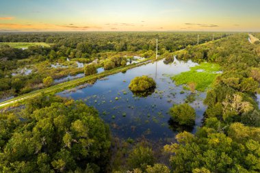 Yeşil yabani bitki örtüsü arasında suyu olan Florida sulak alanları. Günbatımında tropik ekosistem.