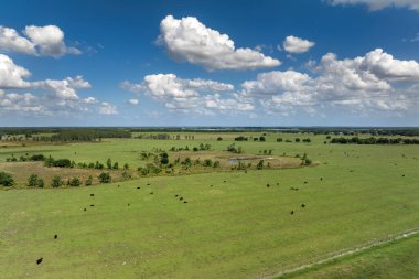 Yeşil çiftlik otlaklarında otlayan bedava süt inekleri. Çiftlik arazilerinde sığır beslemek.