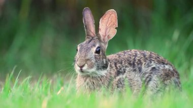 Vahşi tavşan doğada. Küçük gri tavşan Florida arka bahçesinde ot yiyor..
