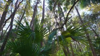 Güney Florida ormanında açık ve güneşli bir gün. Palmiye ağaçları ve vahşi astropikal bitki örtüsüyle yoğun yeşil yağmur ormanı.