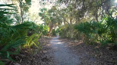 Florida orman yolu, yeşil palmiye ormanları ve Amerika 'nın güneyindeki vahşi bitki örtüsü boyunca dar yürüme yolu..
