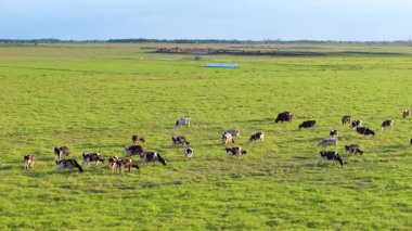 Yeşil çiftlik otlaklarında otlayan süt inekleri. Çiftlik arazilerinde sığır beslemek.