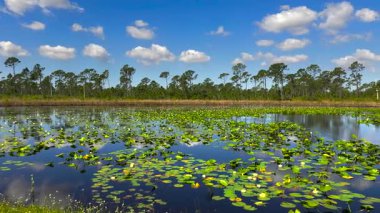Güneşli bir günde Florida Ormanı Gölü doğası. Sulak arazi bataklığı. Suyun üzerinde süzülen nilüfer yaprağı bitkisi..