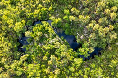 Güzel tropikal doğa. Yeşil palmiye ağaçları ve Florida 'nın güneyindeki vahşi bitki örtüsü arasında nehir bulunan orman yağmur ormanlarının havadan görünüşü. Yoğun yağmur ormanları ekosistemi.