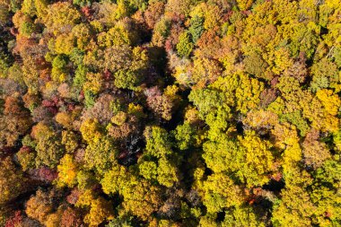 Sonbahar mevsiminde renkli yemyeşil bir orman. Sonbahar ormanlarındaki ağaç gölgelikleri. Sonbahar vahşi doğasının manzarası.