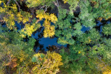 Florida ormanları doğayı besler. Günbatımında yoğun yeşil yağmur ormanları olan tropik sulak alanlar.