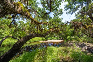 Florida ormanları doğayı besler. Yoğun yeşil yağmur ormanları olan tropikal sulak alanlar.
