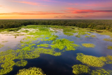 Yeşil yabani bitki örtüsü arasında suyu olan Florida sulak alanları. Günbatımında tropik ekosistem.