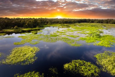 Yeşil yabani bitki örtüsü arasında suyu olan Florida sulak alanları. Günbatımında tropik ekosistem.