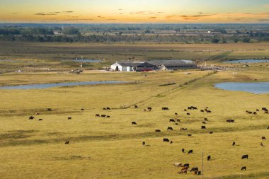 Florida çiftliğindeki çayırlarda otlayan bedava süt inekleri. Çiftlik arazilerinde sığır beslemek.