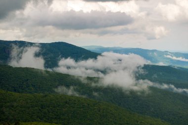 Kuzey Carolina Appalachian dağlarındaki nemli orman, ABD. Yaz yağmur mevsiminde Amerikan doğası.