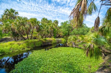 Güney Florida, ABD 'de sulak nehir ve yeşil palmiye ağaçları ile subtropikal ormanlar vahşi bitki örtüsü. Yoğun yağmur ormanları ekosistemi.