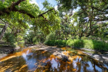 Tropik yağmur ormanları ekosistemi. Florida ormanları, yeşil palmiye ağaçları, tatlı su nehri ve Güney Amerika 'da vahşi bitki örtüsü..