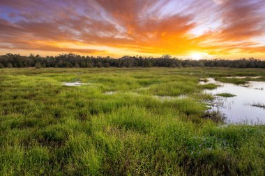 Güney Florida 'daki yeşil bitki örtüsü arasında tatlı su gölü olan tropik sulak alanlar..
