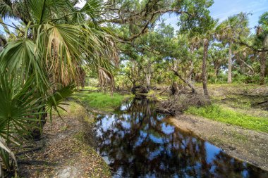 Sulak alanlar yoğun yeşil yağmur ormanlarıyla birlikte vahşi tropikal doğa. Florida ormanları.