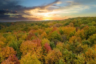 Sonbahar mevsimi ormanlarında sarı ağaç tepe örtüleri. Sonbaharda renkli bereketli bir orman. Sonbahar vahşi doğasının akşam manzarası.