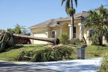 Florida 'da kasırgadan sonra elektrik ve iletişim hatlarında büyük bir ağaçtan düşmüş. Doğal afetin sonuçları..
