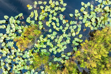 Güneşli bir günde Florida Ormanı Gölü doğası. Sulak arazi bataklığı. Suyun üzerinde süzülen nilüfer yaprağı bitkisi..