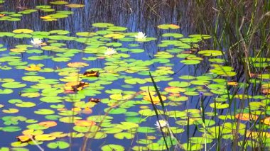 Güneşli bir günde Florida Ormanı Gölü doğası. Sulak arazi bataklığı. Suyun üzerinde süzülen nilüfer yaprağı bitkisi..