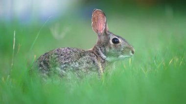 Vahşi tavşan doğada. Küçük gri tavşan Florida arka bahçesinde ot yiyor..