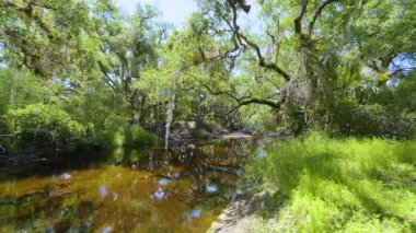 Yeşil palmiye ağaçları ve vahşi bitki örtüsü arasında nehir bulunan Florida yağmur ormanları. Yoğun tropikal orman ekosistemi.