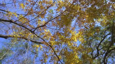 Sonbahar mevsiminde sarı orman ağaçlarının tepeleri. Renkli sonbahar bitkileri.