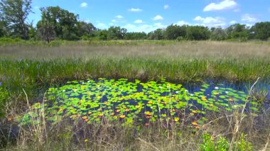 İnanılmaz Florida doğası. Güney tropikal sulak alanlarda yüzen nilüferlerle bataklık gölü.