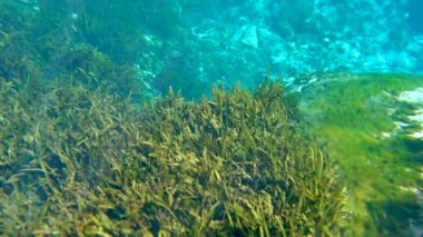 Florida doğayla iç içe. Tatlı su bitkileriyle su altı kayalık oluşumu. Güzel tropikal manzara.