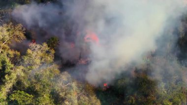 Bitki yangını kuraklık mevsiminde Florida 'daki kurak ormanı yakıp kül ederken, ağaçların tepelerinden yükselen duman ve yoğun çalılıkları yakıp kül ediyor..