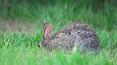 Küçük gri tavşan Florida 'nın arka bahçesinde ot yiyor. Vahşi tavşan doğada.