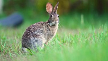 Küçük gri tavşan Florida 'nın arka bahçesinde ot yiyor. Vahşi tavşan doğada.