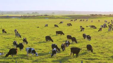 Organik süt ve sığır eti üretimi. Yeşil çiftlik otlaklarında otlayan inekler. Çiftlik arazilerinde sığır beslemek.
