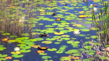 Florida doğası. Nilüfer yapraklı sulak göl bitkisi.