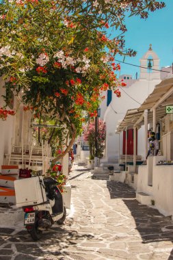Pink flowers at sunset im Greece. 