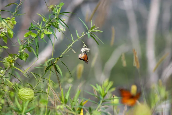 a closeup shot of a butterfly hanging from a plant