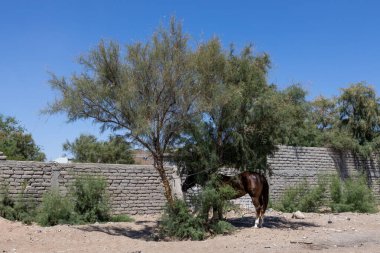 Kahverengi bir at yapraklı bir ağacın altında duruyor, gölge arıyor. Ağacın arkasında alçak bir taş duvar var. Zemin kumlu. 2021-06-25
