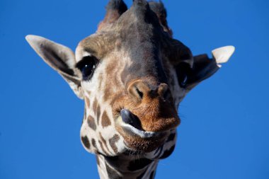 Zürafa ufka bakıyor, Ciudad Juarez 'in sosyal zorlukları arasında umudu simgeliyor..