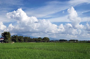 Odaklanmamış arka plan. Olgun pirinç tarlaları Güzel bulutlar ve mavi gökyüzü.