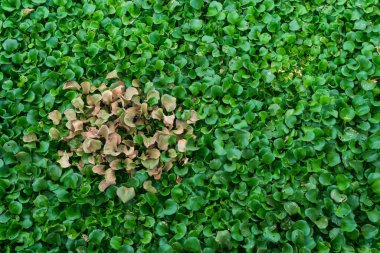 Water hyacinth is a hydrophyte plant that floats freely in freshwater ecosystems. Water hyacinth grows naturally in rivers. clipart